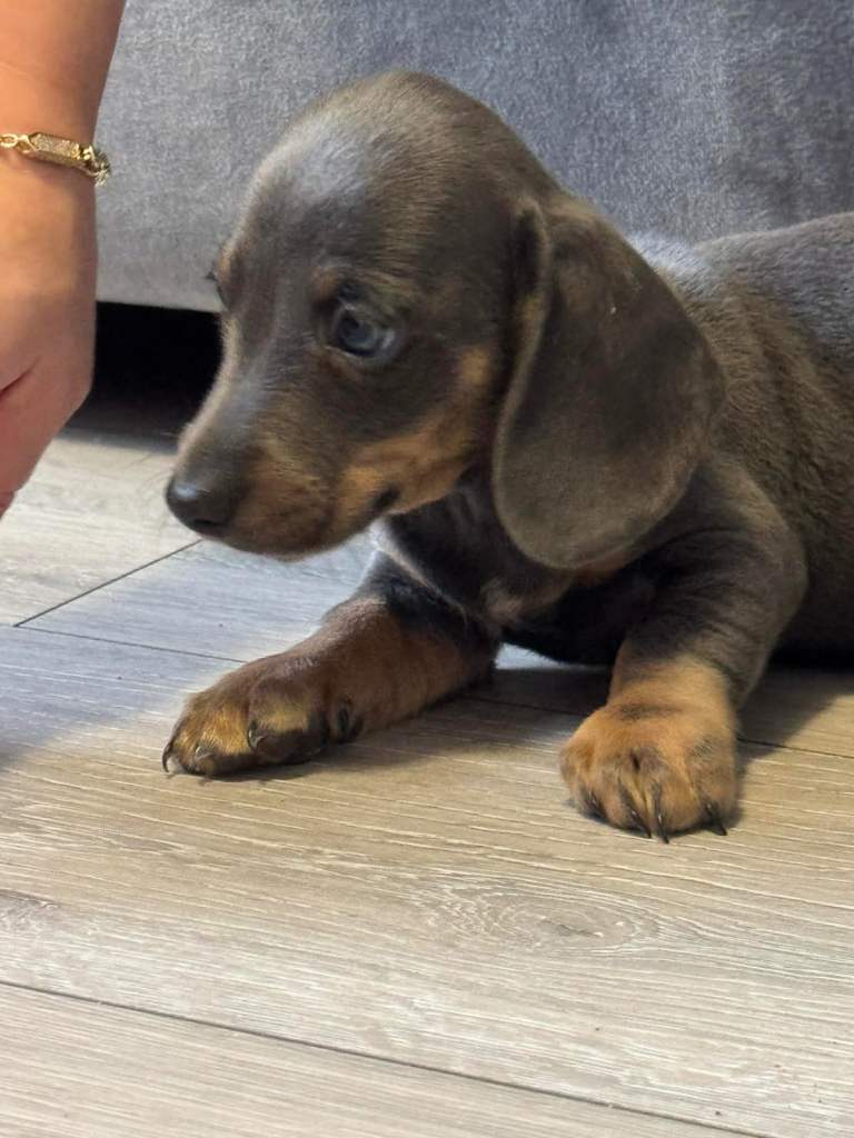 Miniature dachshund puppies!!
