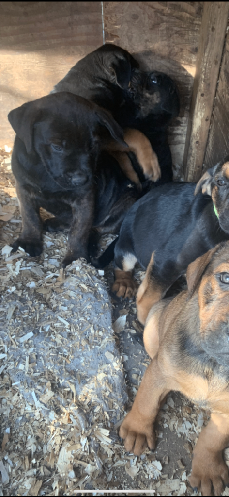 Labrador x Rotwiler puppy’s 