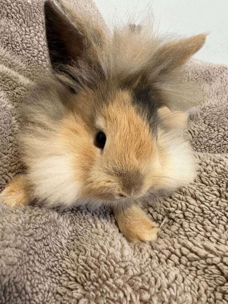 Lionhead x Netherland dwarf rabbits