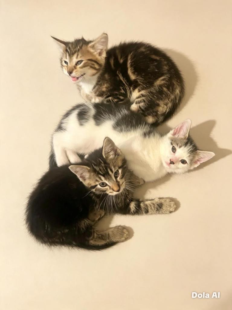 Three adorable boy kittens for sale 