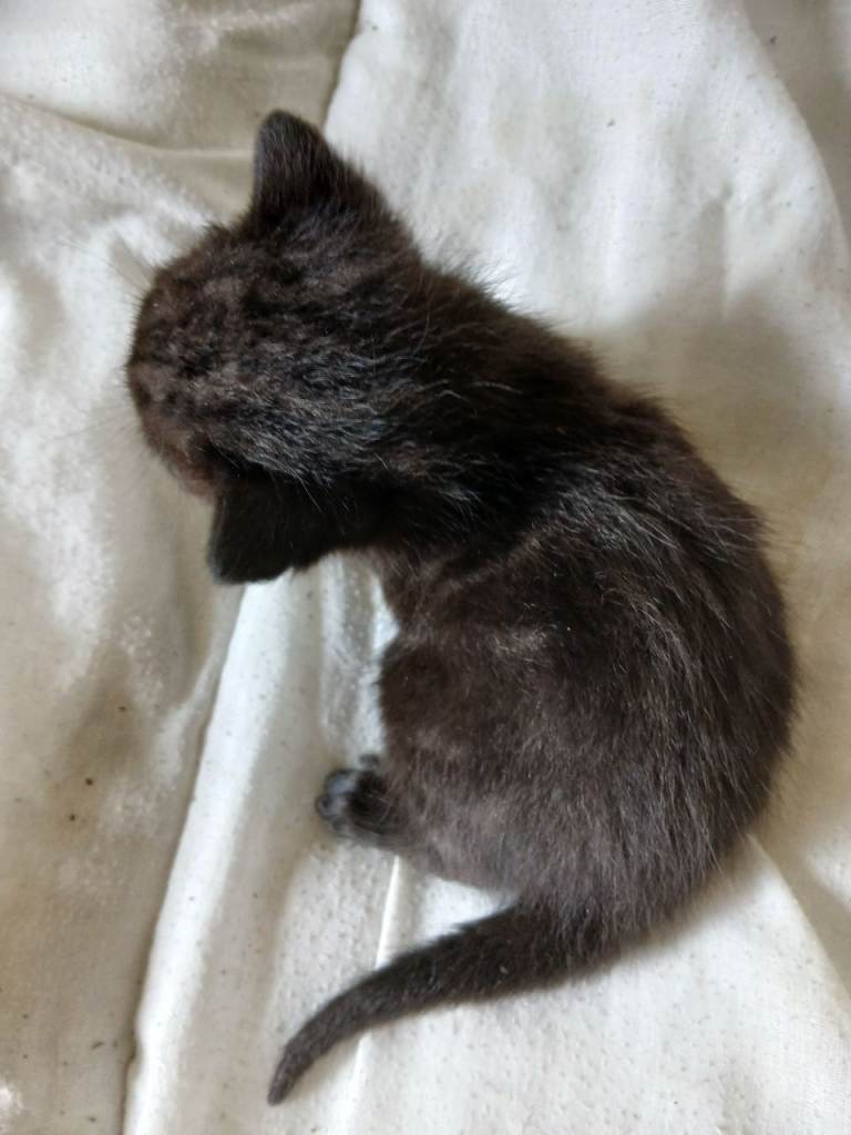 Kittens for sale 