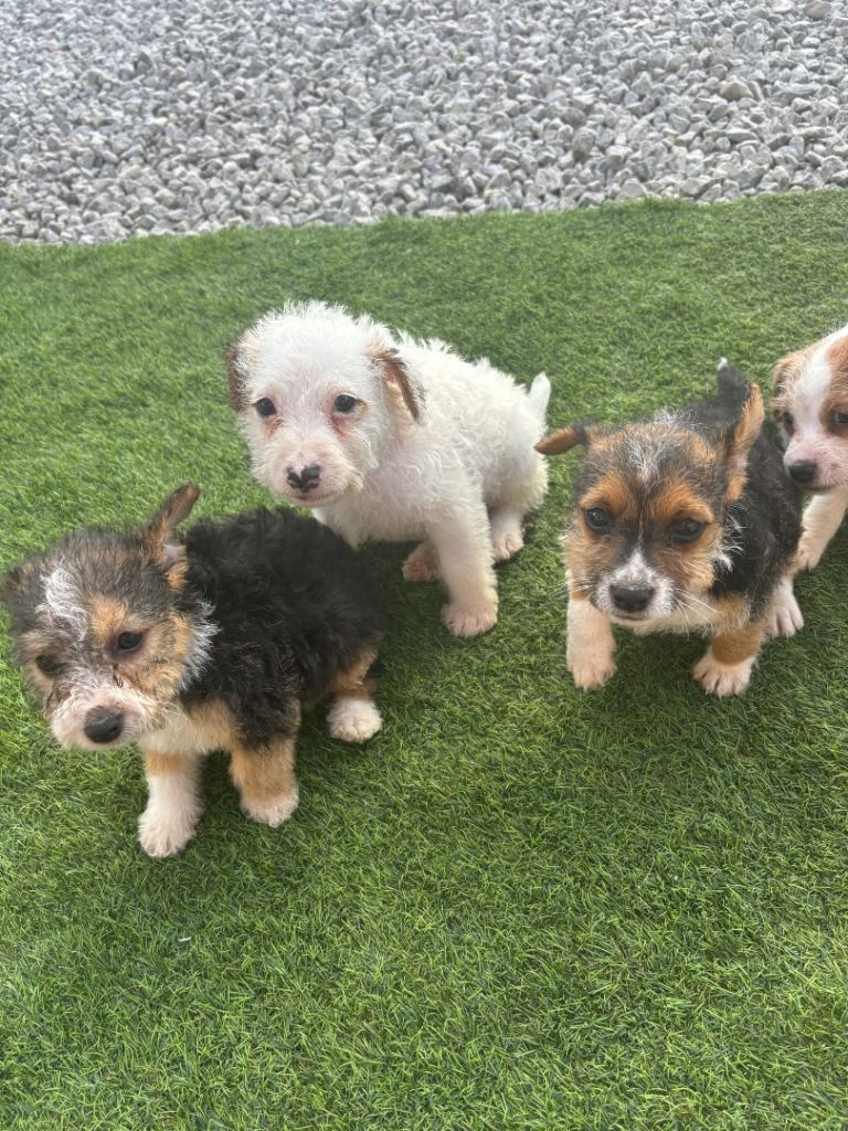 Jack Russell crossed terrier