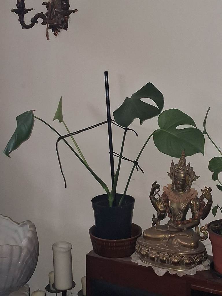 Healthy Monstera Deliciosa Swiss Cheese Plant in Pot
