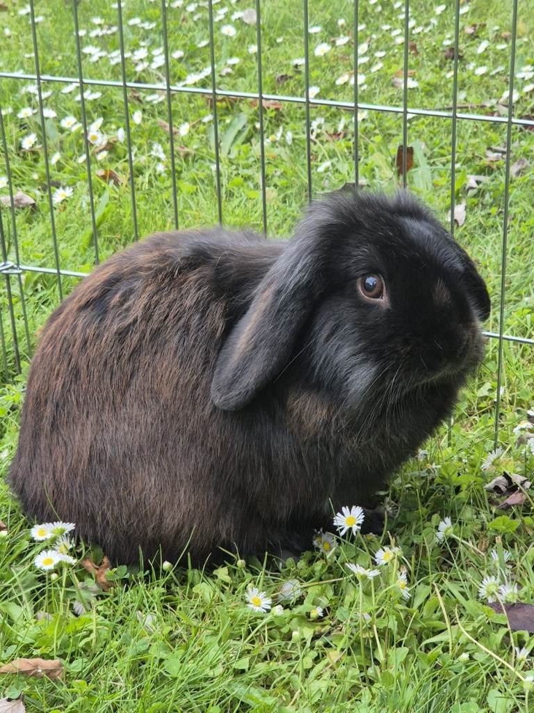 Male Lionhead Rabbit with Cool Black / Aubern Fur