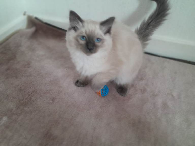 Purebred Ragdoll kittens