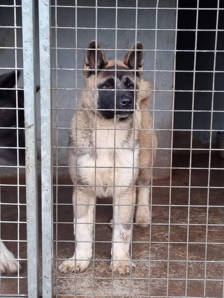 Akita with papers female 