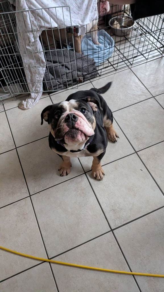 English Bulldog bitch 