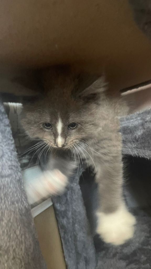 Maine coone x kittens for sale 
