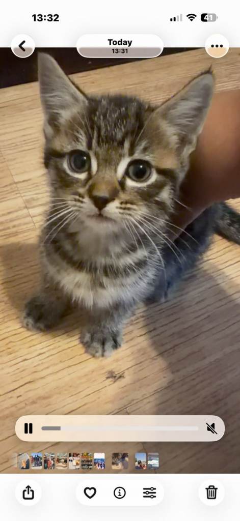 Mix breed female