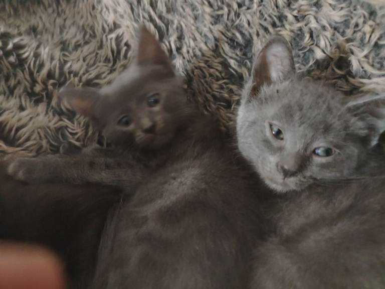 4 ragdoll cross kittens
