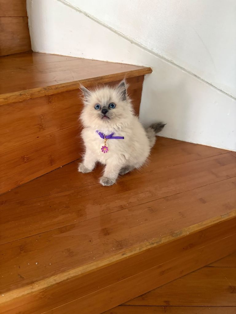 Ragdoll kitten