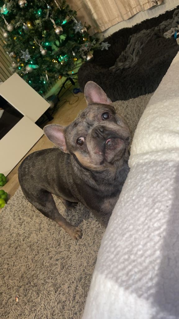 Hugo the frenchie