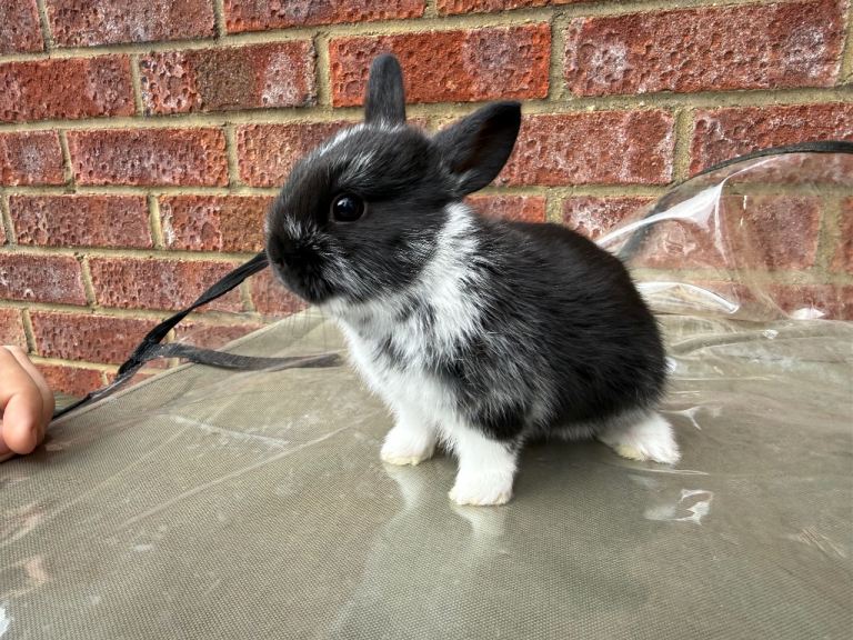 Baby bunny’s for sale 