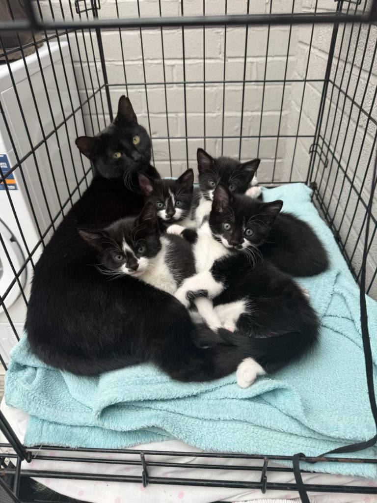 Five beautiful kittens for sale 
