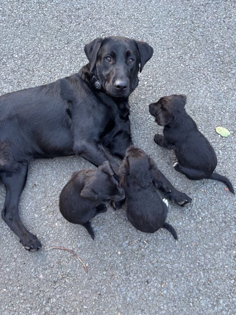 Labrador pups for sale🐾