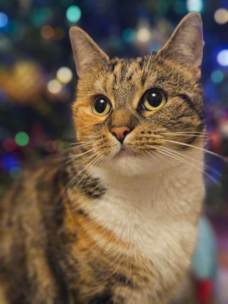 Female cat to rehome 🐱