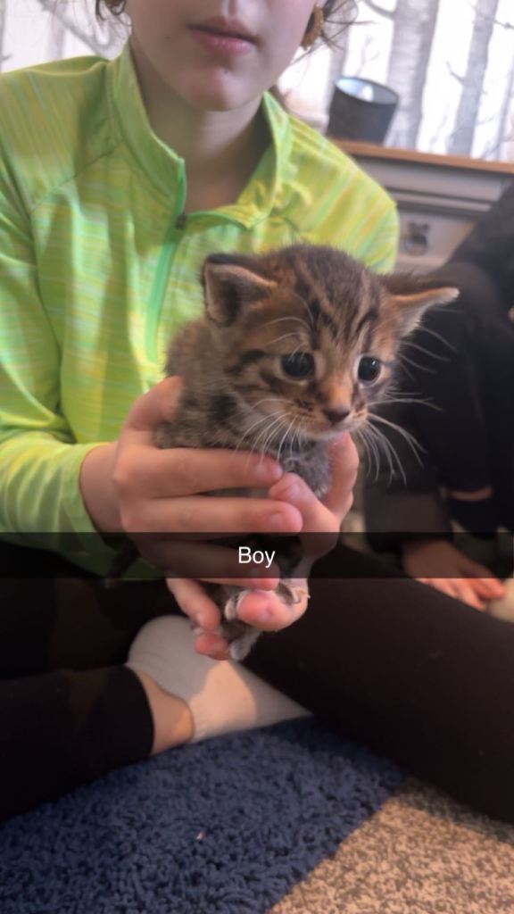 Bengal x tabby kittens 