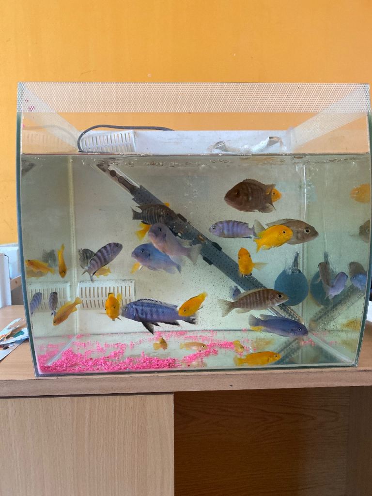 30 Mbuna Cichlids