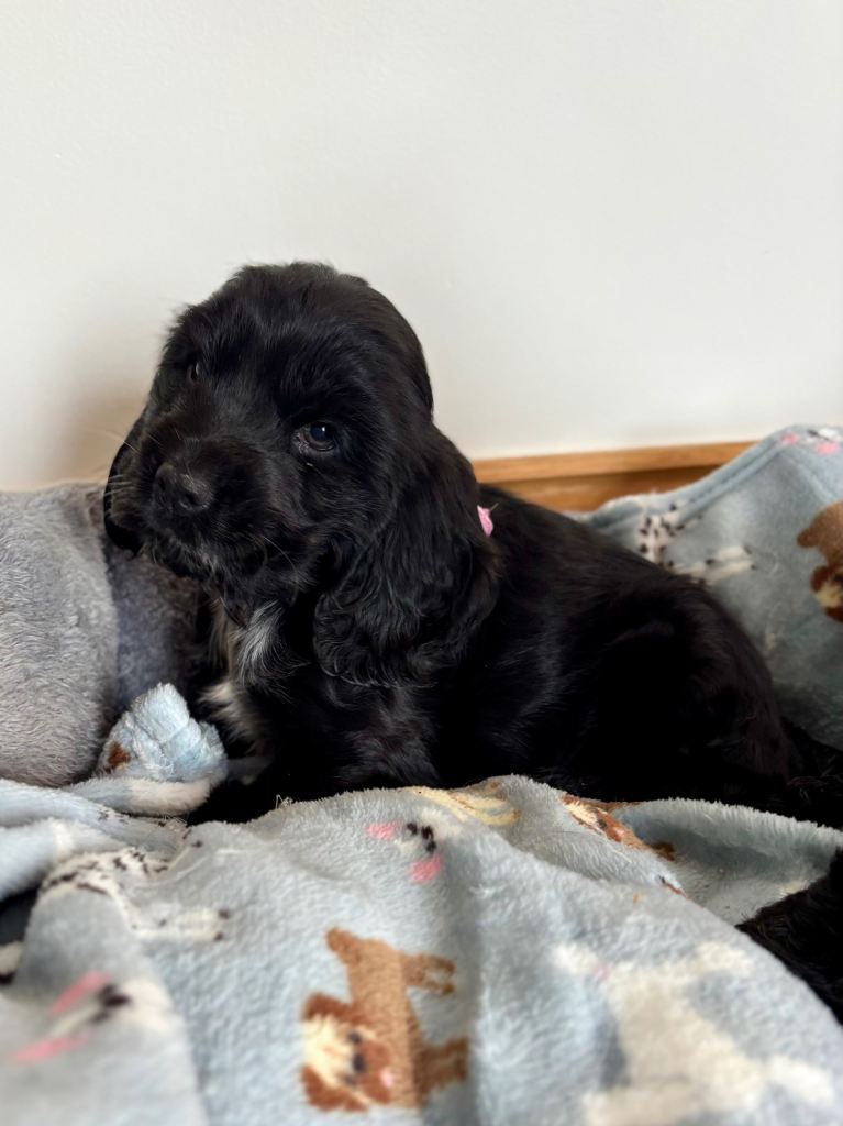 Adorable Show Type Girl Cocker Spaniel Puppy. 