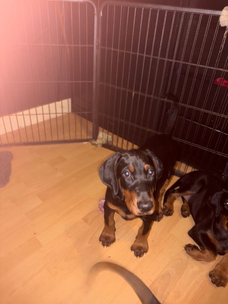 Doberman puppies, kc reg  