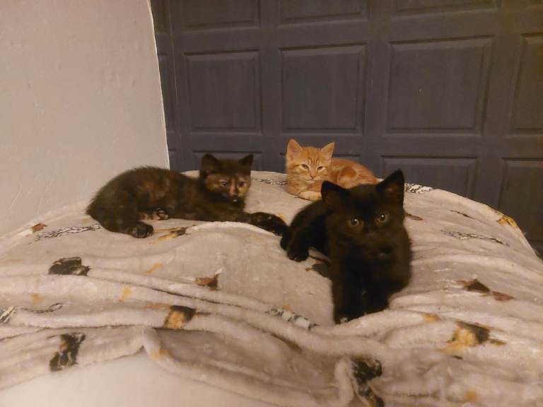 Kittens 
