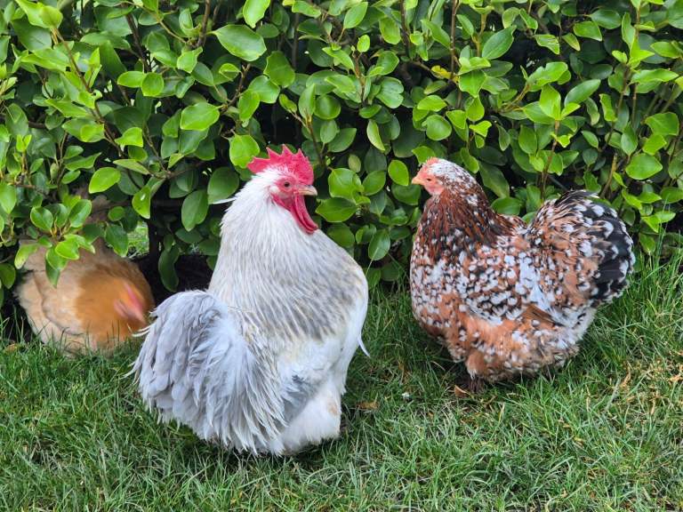 12 Bantem Pekins £15 each 