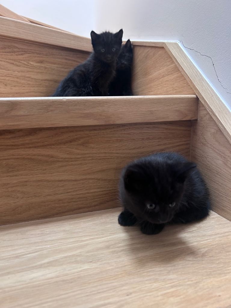 Kittens for sale 