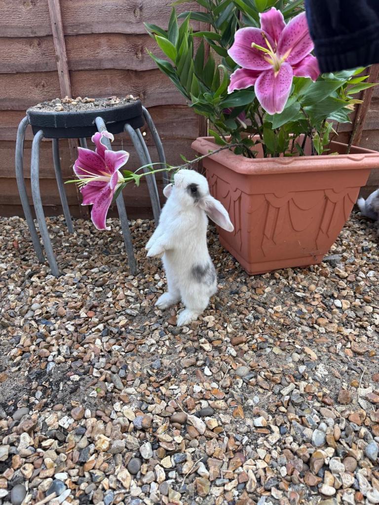 Baby mini lops 