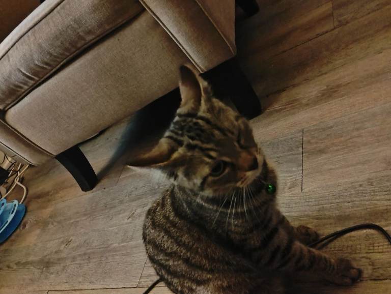 7 mth  old tabby kitten 