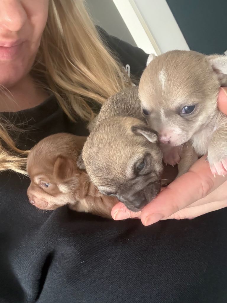 Beautiful Chihuahua Puppies for Sale – 3 Girls Available