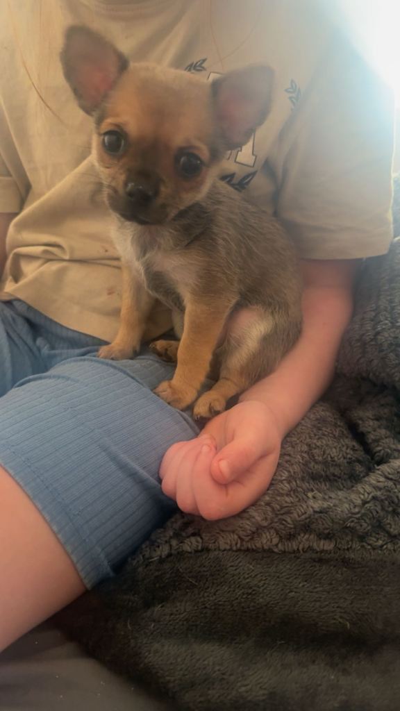 13 week old Male Chihuahua 