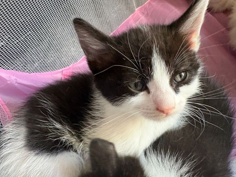 Beautiful kittens ready for there forever home ❤️