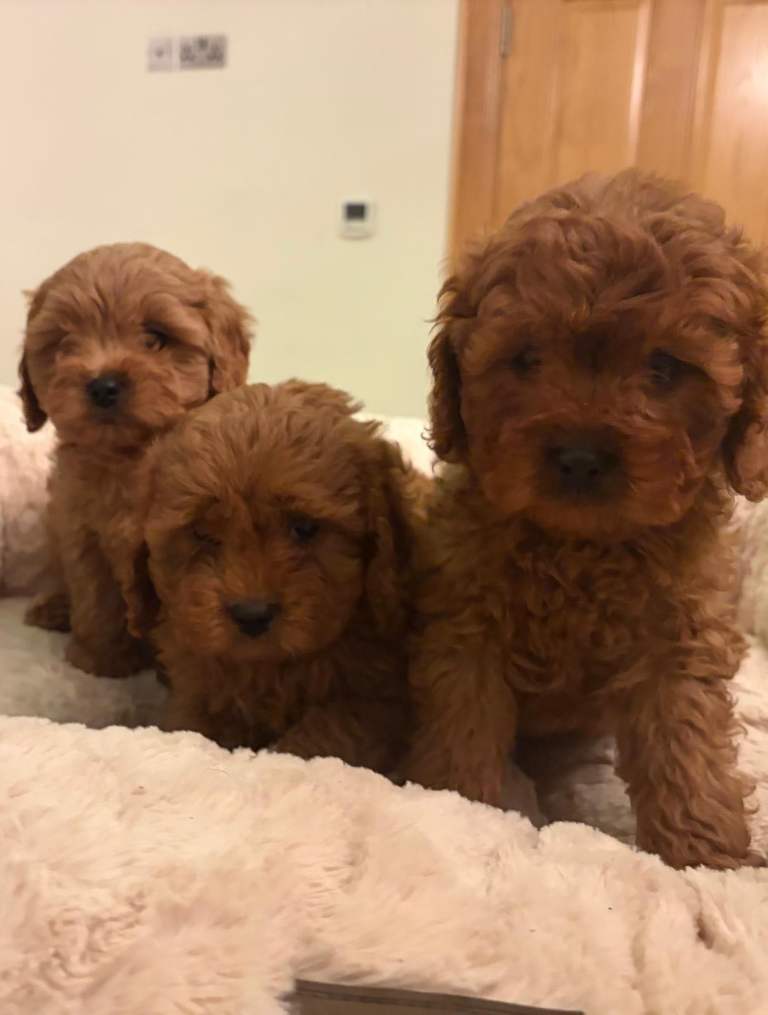 Cavapoos 
