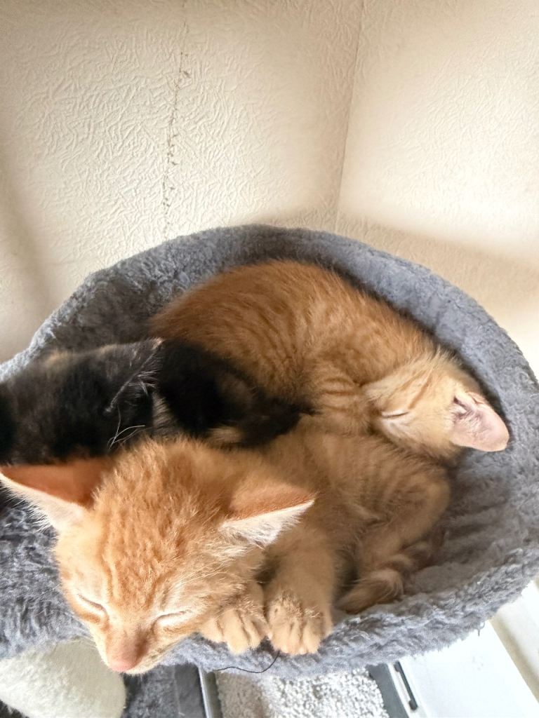 Baby ginger kittens 