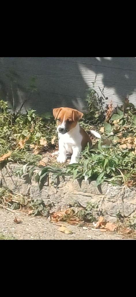 5 Beautiful Jack Russell Puppies 