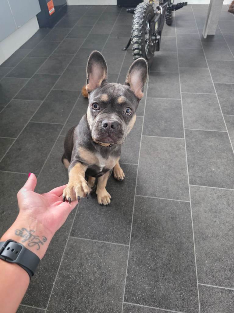 French Bulldog Puppy