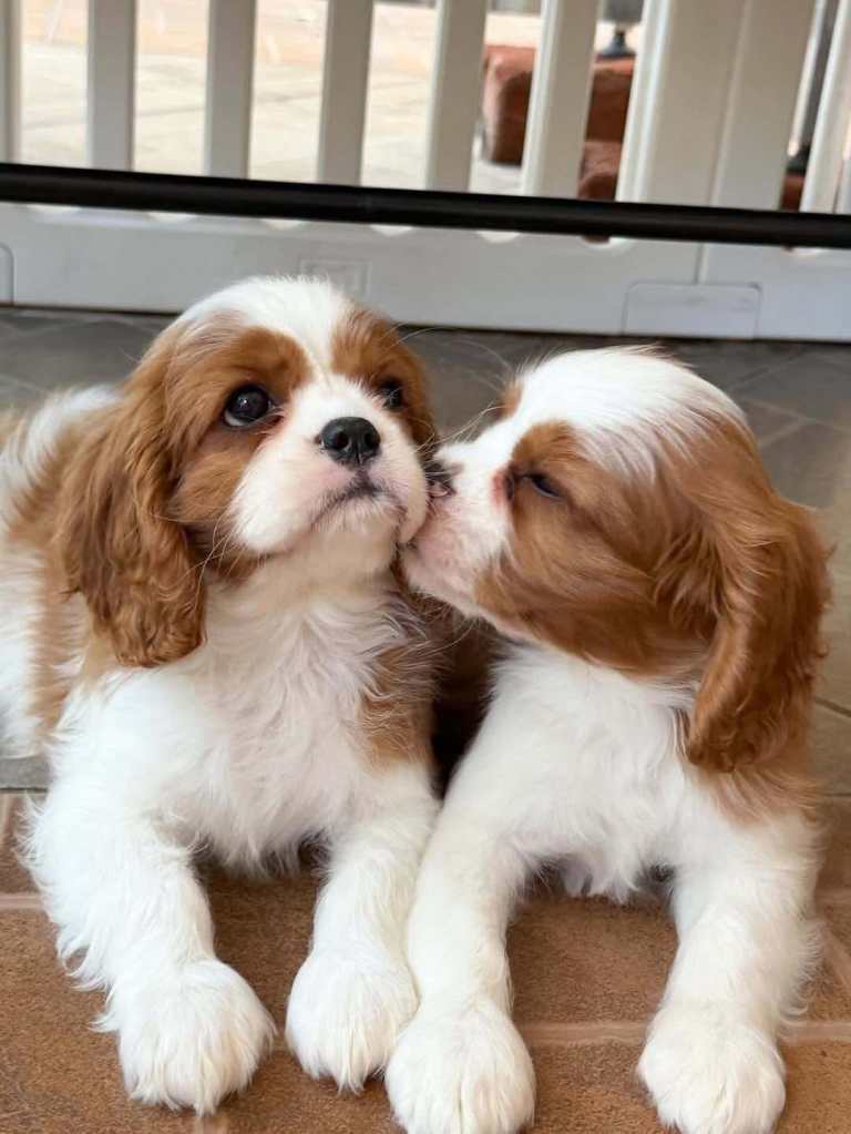 blenheim cavalier king Charles health tested