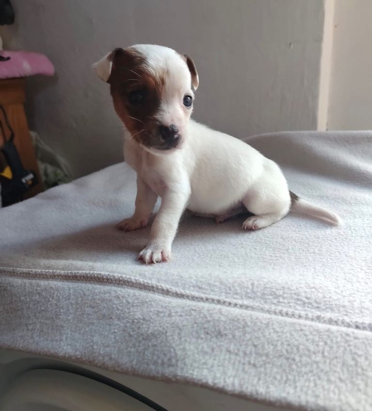 Miniature jack Russell puppies | in Mansfield, Nottinghamshire | Gumtree
