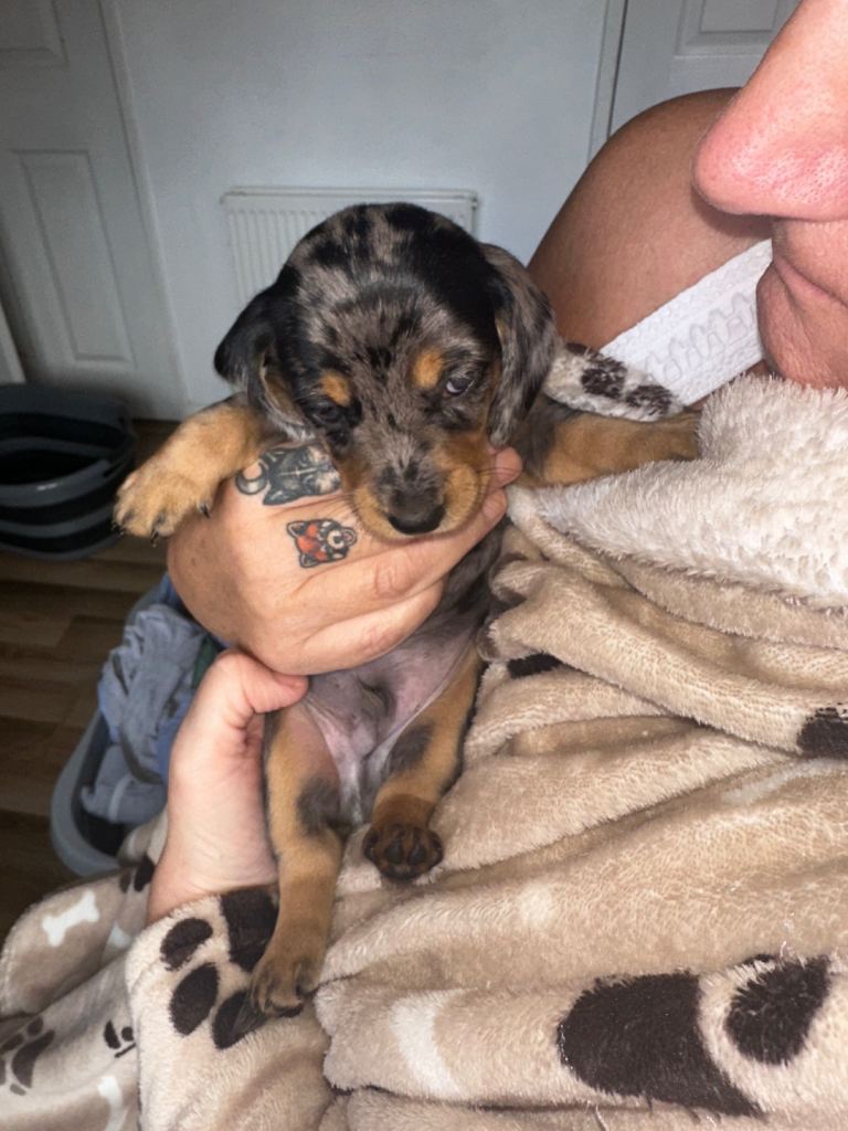 2 x male miniature Dapple dachshunds 