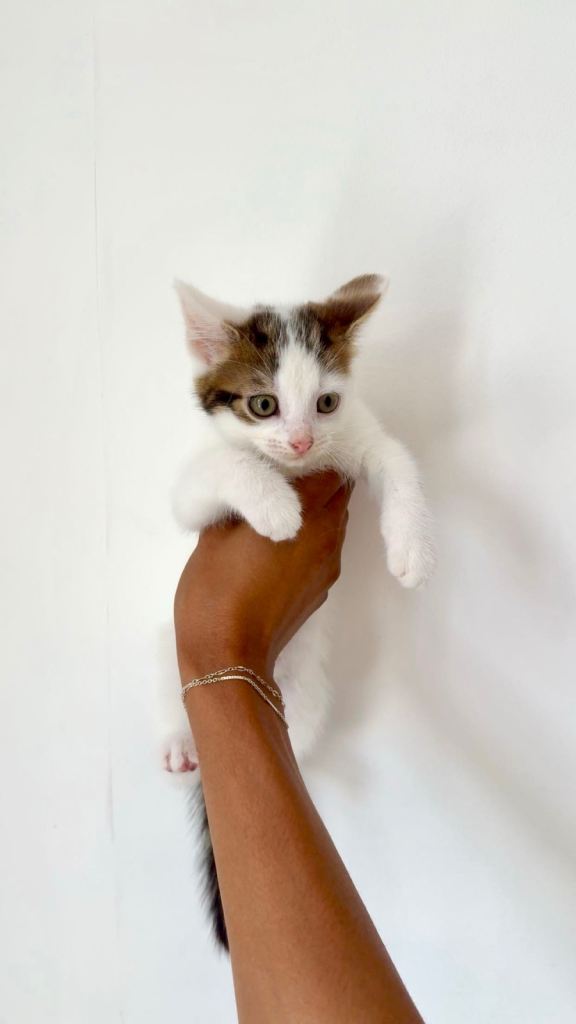 Kitten for sale 
