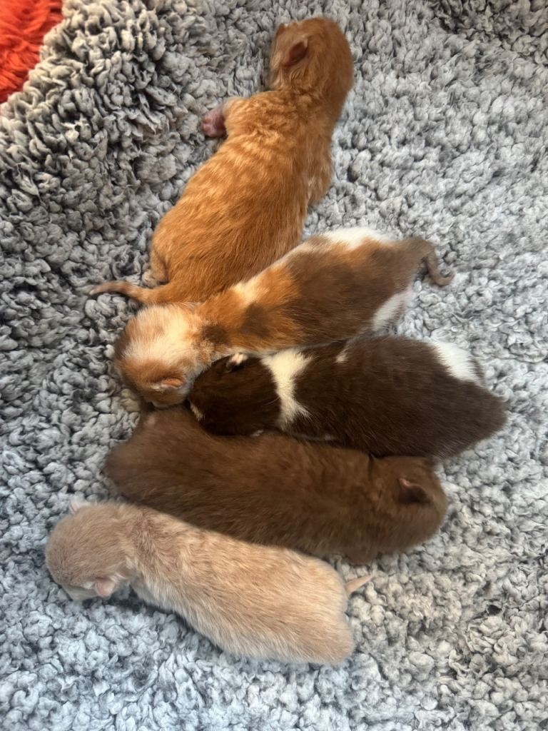 British Shorthair Kittens 