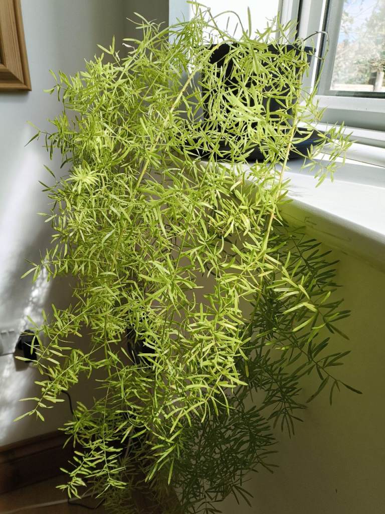 ASPARAGUS FERN PLANT 