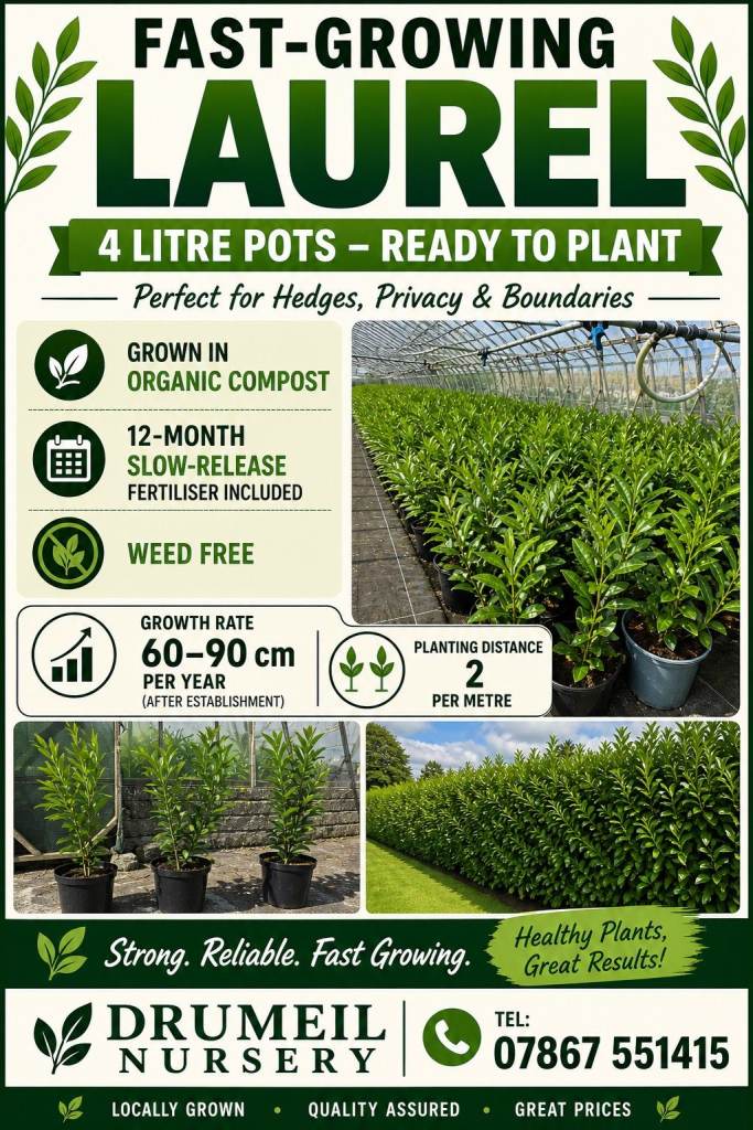 Hedging Laurels