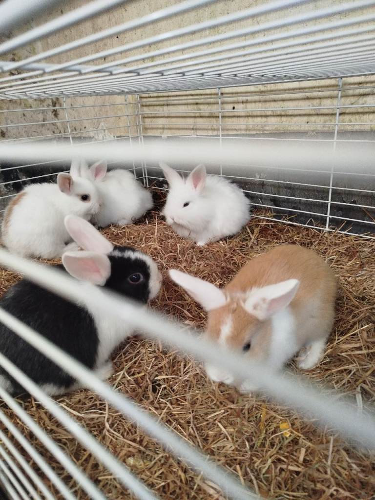 Baby rabbits 
