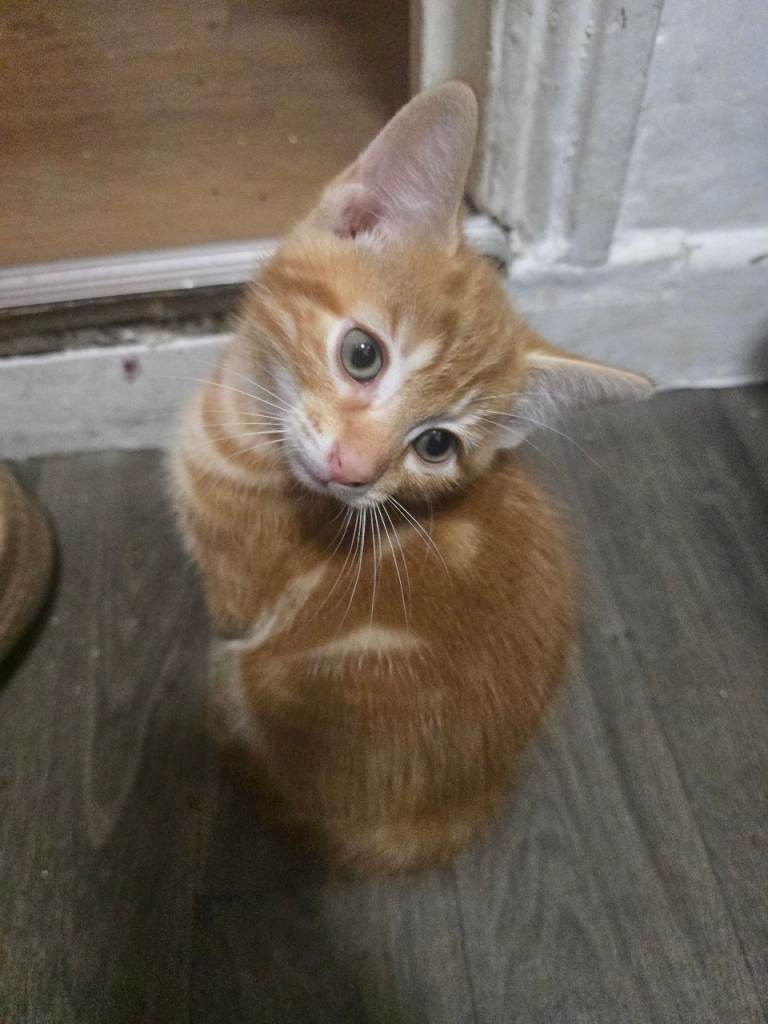 The most beautiful ginger girl 