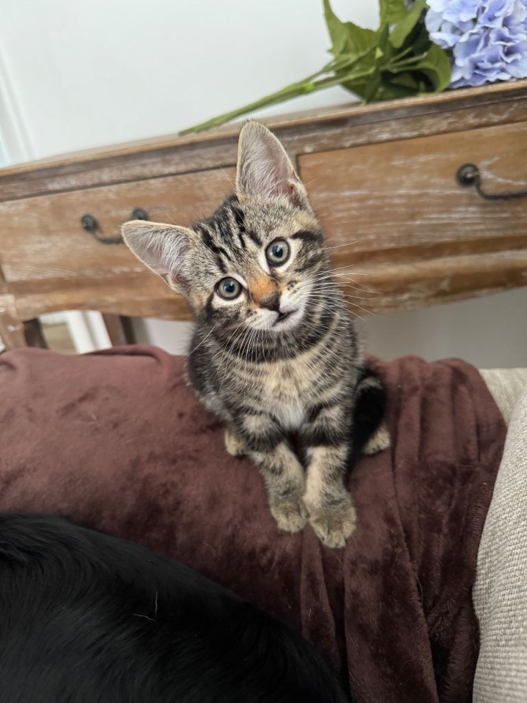Tabby kittens 