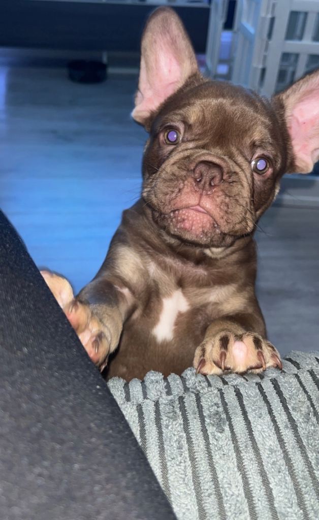 French bull dog puppy’s 