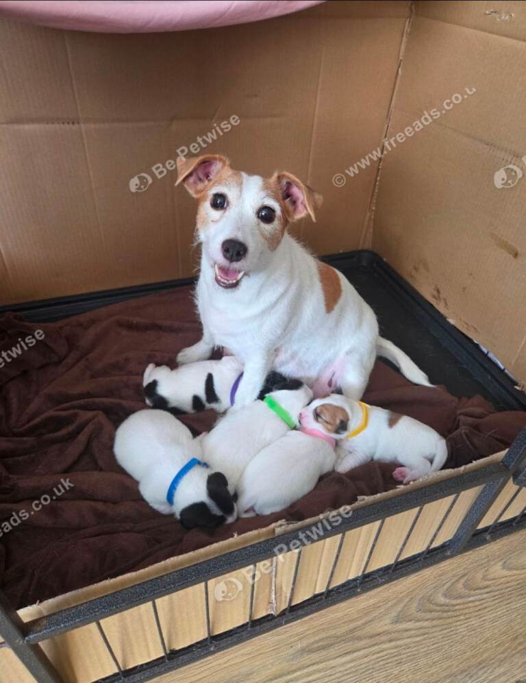Jack Rusell puppies