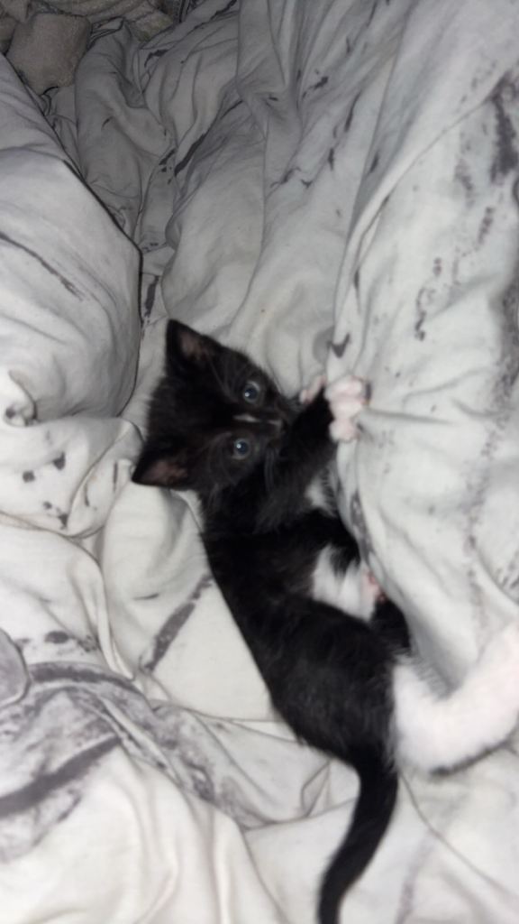 Kitten