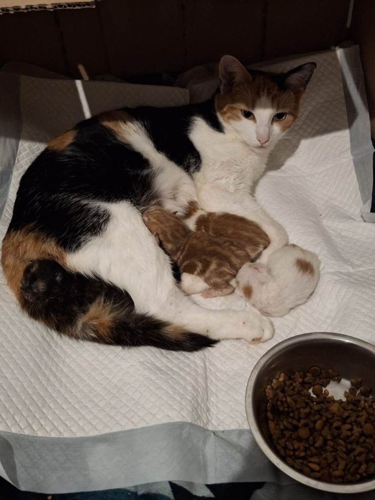 Adorable Kittens Looking for Forever Homes